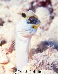 Jawfish with his offspring by Ernst Schilling 